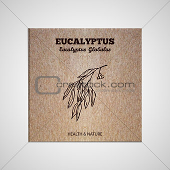 Herbs and Spices Collection - Eucalyptus