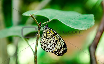 Tree Nymph butterfly hanging on a green leaf 