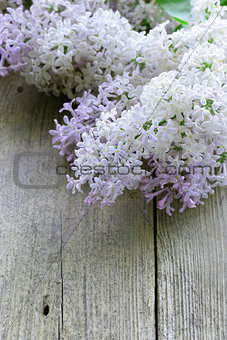 branches of blooming lilacs on an old wooden background