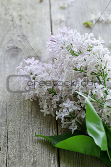 branches of blooming lilacs on an old wooden background