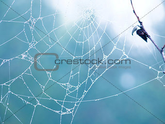 Cobweb in the forest