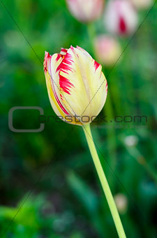 Flower Yellow tulips
