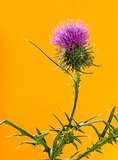 Thistle in front of an orange background
