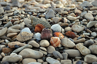 seashells on rocky beach
