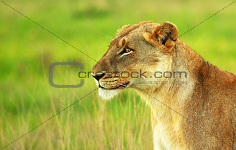 Beautiful wild african lioness