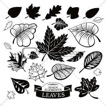 Set of different leaves