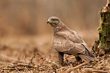 Common buzzard