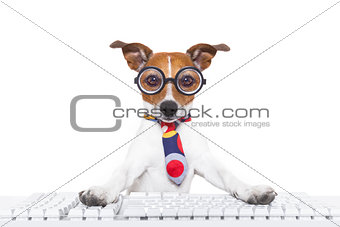 secretary dog 