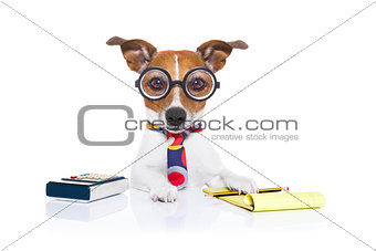 secretary accountant  dog 