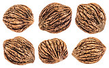 black walnuts isolated