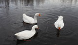 Embden domestic geese