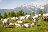 Free calf on Italian Alps