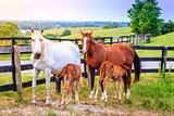 Mother horses with colts