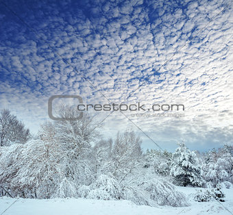 New Year tree in winter forest. Beautiful winter landscape with snow covered trees. Trees covered with hoarfrost and snow. But