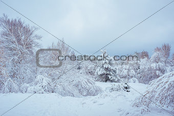 New Year tree in winter forest. Beautiful winter landscape with snow covered trees. Trees covered with hoarfrost and snow. But
