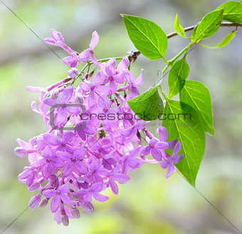 lilac violet flowers
