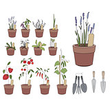 Flower pots with herbs and vegetables. Gardening tools. Plants growing on window sills