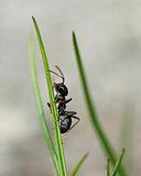 Black ant in garden grass