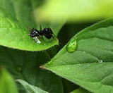 Ant among moist green garden leaves