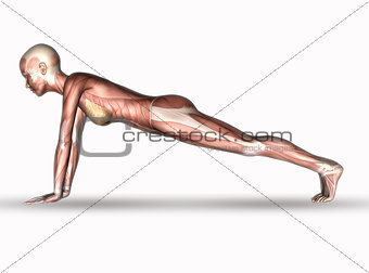 3D female medical figure with muscle map in yoga position