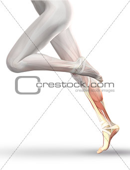 3D Female figure running with partial muscle map