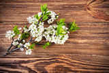 Branch blooming tree plum on wooden board