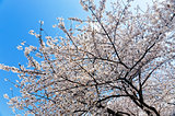 Blossoming sakura with pink flowers