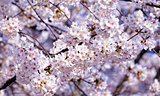 Blossoming sakura with pink flowers