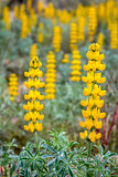Lupinus luteus, comunly  known as annual yellow-lupin.