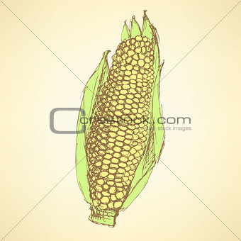 Sketch corn cob in vintage style