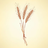 Sketch wheat bran in vintage style