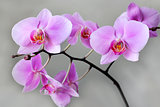 beautiful branch of a blossoming pink orchid 