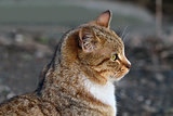Portrait of a red cat in profile