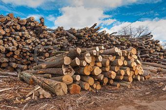 Cut wooden logs