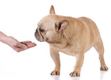 hand feeding the dog