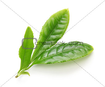 japanese green tea young leaves