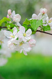 crabapple tree blossoms