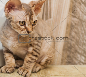 Devon Rex breed cat