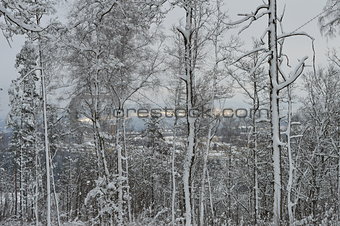 Sjöbo through the forest