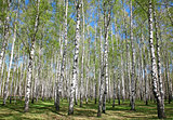Spring birches with first greens on blue sky
