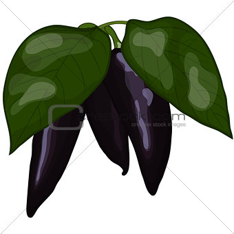Fresh violet peppers