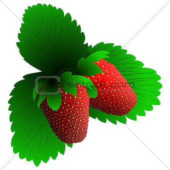 Two fresh strawberry
