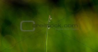 Morning dew on blades of grass during sunrise