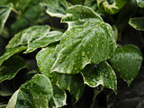 Green ivy Hedera with glossy leaves