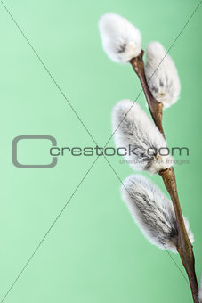 Pussy willow flower branch