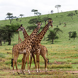 Herd of giraffe, Serengeti, Tanzania, Africa