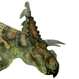 Albertaceratops Dinosaur Head