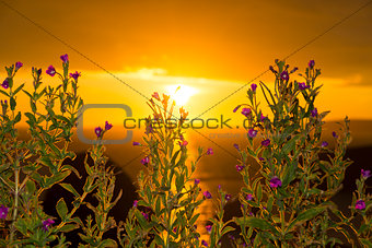 wild flowers coastal sunset