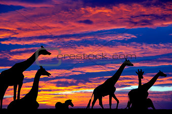 zebra and giraffes resting in the sunset
