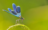 the blue dragonfly 